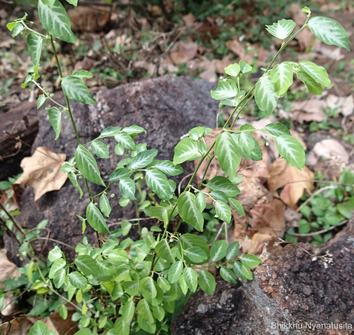 Meineckia parvifolia (Wight) G.L.Webster